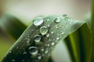 acqua piovana
